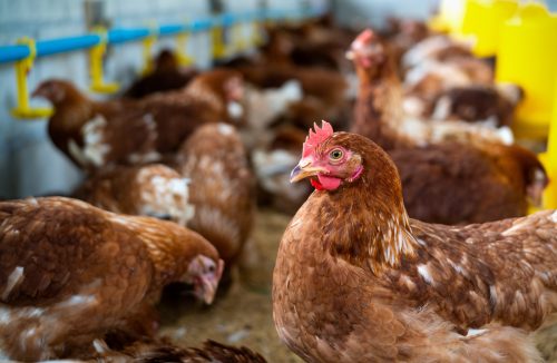 Brown chickens, hens in farm.