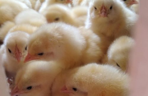 chicken-8307677_1920